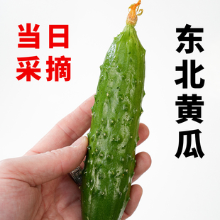 东北旱黄瓜当日采摘可以生吃绥中发货新鲜当季蔬菜五斤陆地黄瓜