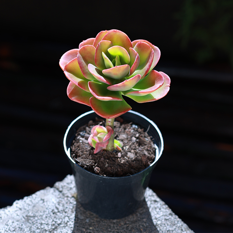 肉肉植物红梅贵货多肉植物精品盆栽组合网红花卉大颗好养云南直发