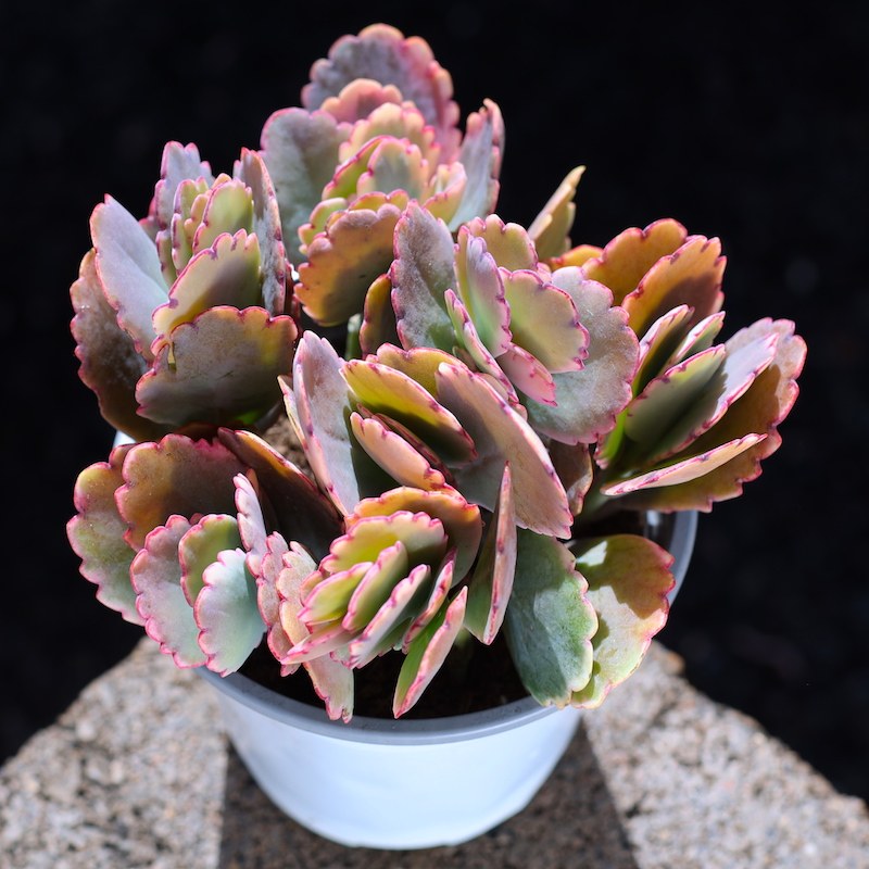 蝴蝶之舞玉吊钟多肉植物含盆小老桩室内植物高档精品盆栽绿植