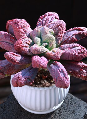 狂野男爵多肉植物多肉老桩绿植花卉植物室内桌面肉肉植物新款