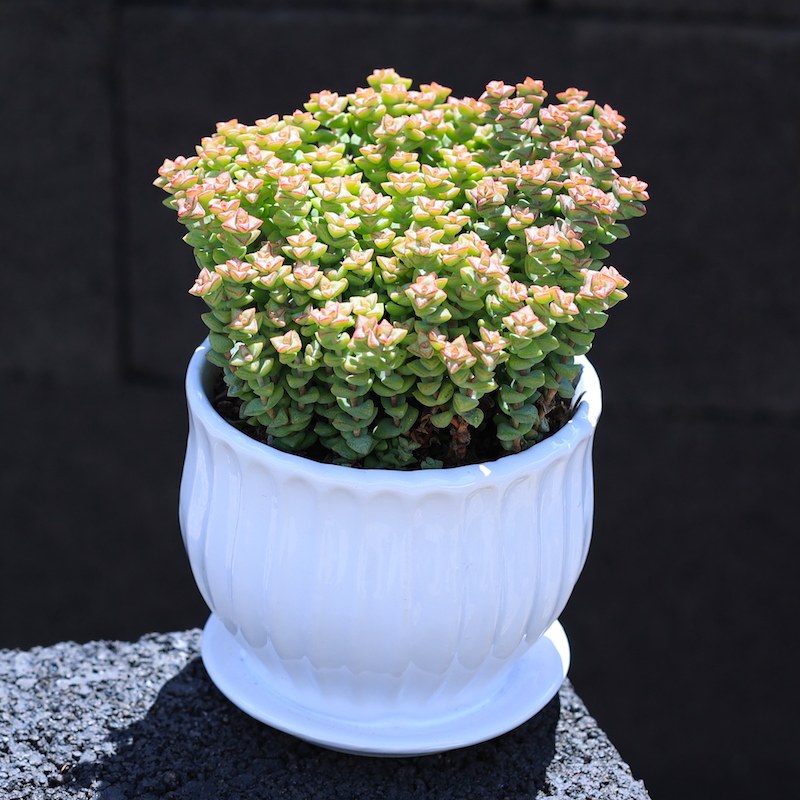 绿植花卉盆栽多肉阳台植物室内组合小米星网红精品学生新手肉肉
