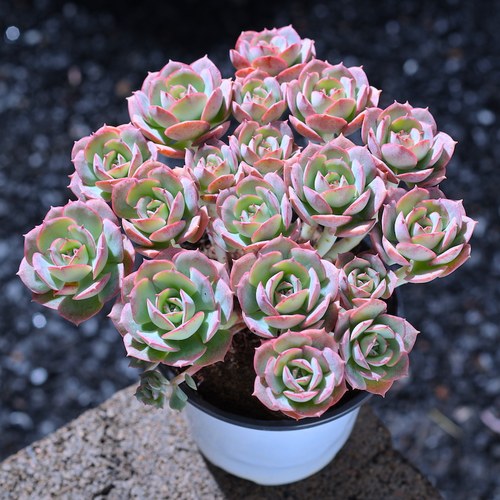 果时宴室内好养净化空气多肉植物