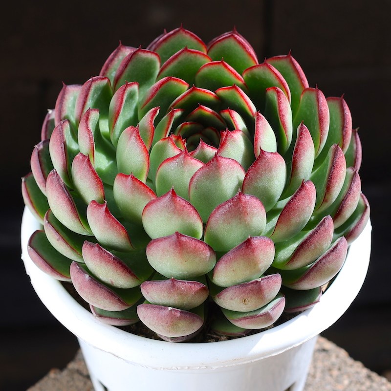 萤火虫多肉植物室内组合盆栽大颗好养精品老桩花卉云南直发肉肉