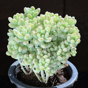 天使之泪多肉植物室内组合盆栽大颗花卉肉肉懒人好养老桩稀有品种