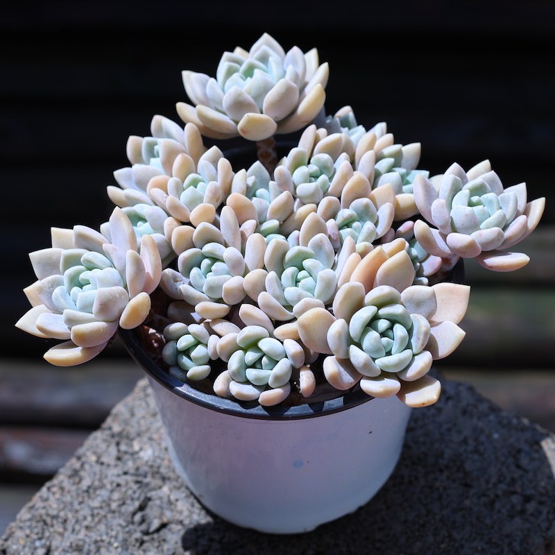 克洛伊多肉植物橙梦露杂交新品群生大颗好养阳台办公室云南直发