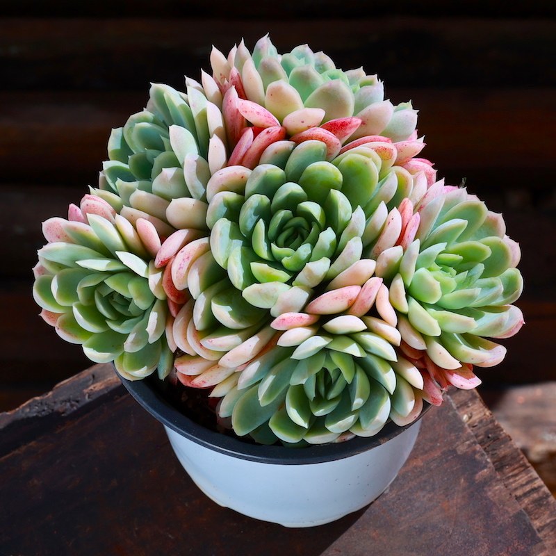 冰梅 冰妹子多肉植物盆栽多肉老桩花卉组合室内