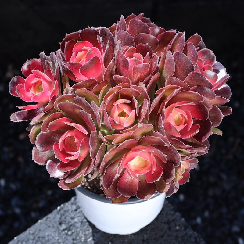 荷兰玫瑰法师趣味办公桌多肉植物室内花卉盆栽大颗好养云南直发