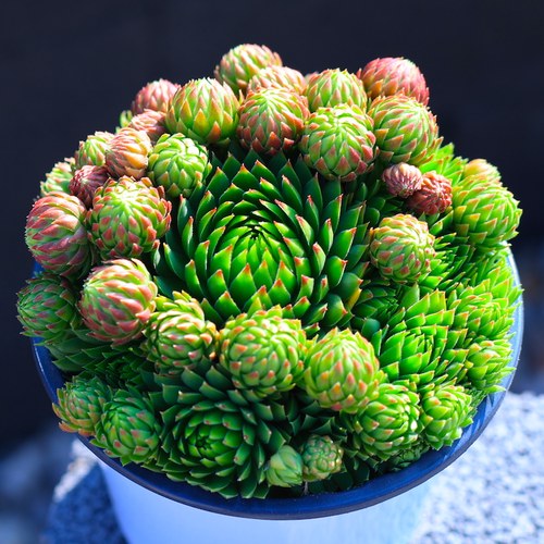 橘子球多肉植物长生草直发云南