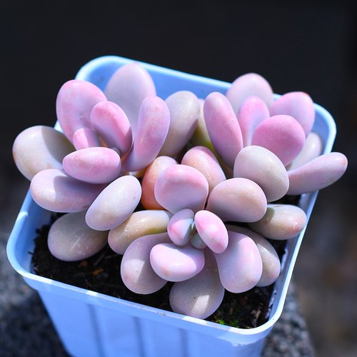 粉色桃蛋带盆栽好更好养活