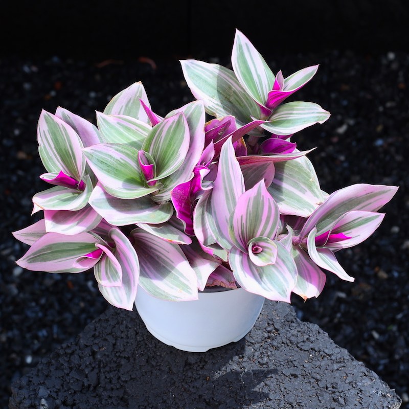 油画婚礼多肉植物组合盆栽大颗好养老桩云南直发新手网红精品肉肉