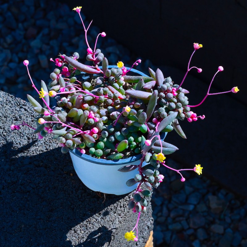 紫玄月多头植物盆栽花卉绿植组合开花多肉肉肉植物含盆带土种好