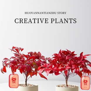 火焰南天竹小盆栽耐寒植物办公室桌面装饰绿植室内旺宅小盆景摆件