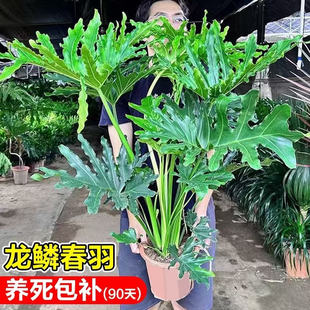 龙鳞春羽老桩大叶春雨客厅大型绿植室内盆栽四季好养净化空气植物
