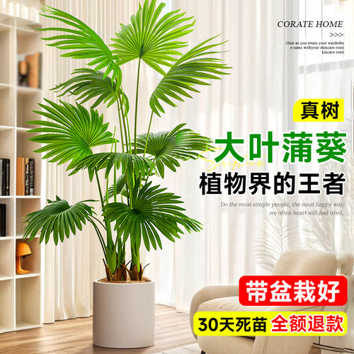 大叶蒲葵树苗盆栽大型绿植观叶棕榈树扇叶室内外植物四季常青好养