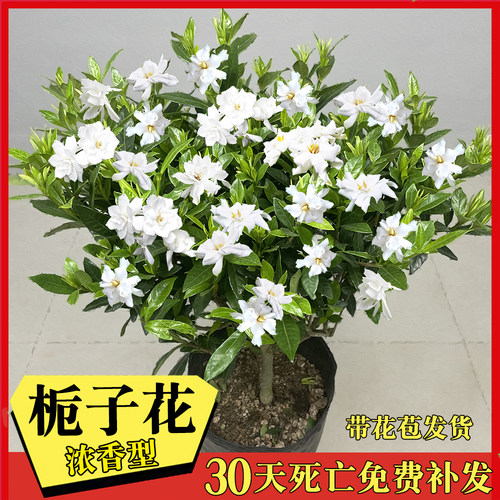 小叶独杆栀子花树苗花卉浓香型