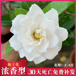 牡丹栀子花盆栽植物室内树苗大叶独杆栀子花四季开花很浓香型花卉