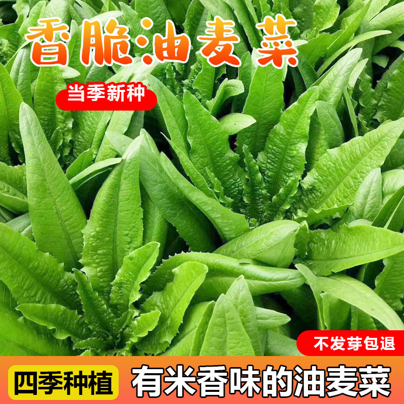 油麦菜芽率高阳台种植耐热耐寒