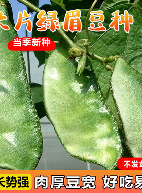 扁豆种子种籽四季豆角梅豆角红眉豆种孑蔬菜梅豆架豆菜籽种大全