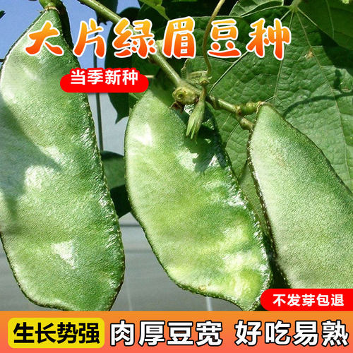 眉豆种子商品性号产量高