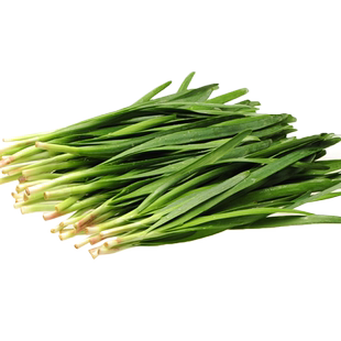韭菜种籽子菜籽种大全四季盆栽阳台宽叶白根韭菜根苗种孑青菜种孑