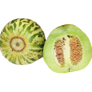 阳台八里香甜瓜种子高产早熟八里香香瓜种籽春夏四季盆栽庭院种植