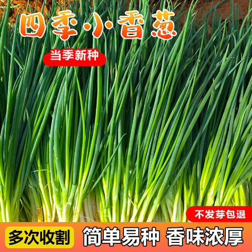 四季小香葱不开花春秋可种