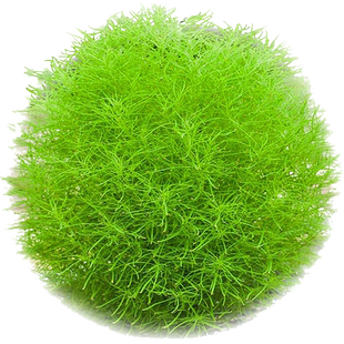 扫帚菜种子菜籽种扫把菜春季四季蔬菜阳台盆栽地肤子药用观赏菜种