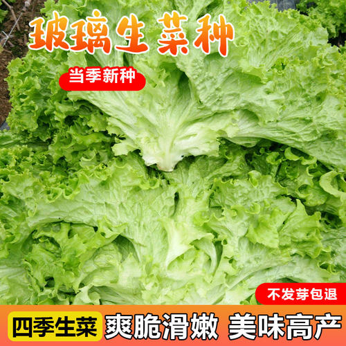 玻璃生菜种子四季易种芽率高