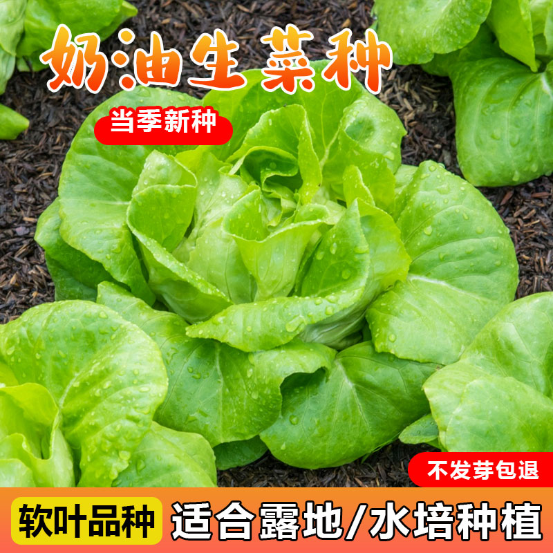奶油生菜种孑四季菜种籽大全青菜罗马意大利秋后种的蔬菜种子过年
