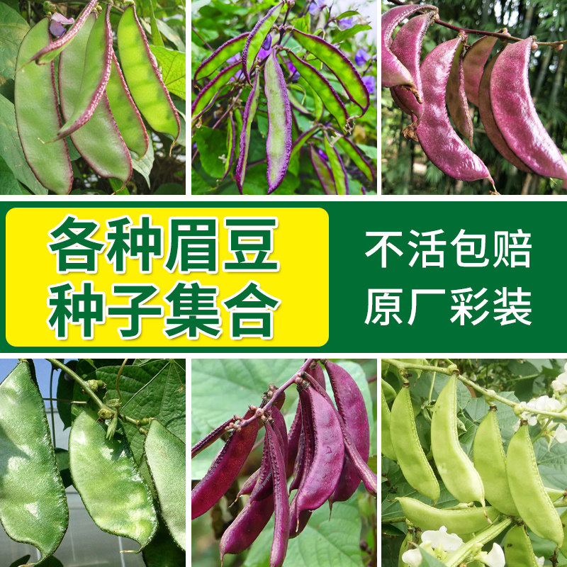 眉豆种子高产紫扁豆四季豆角梅豆角红眉豆种籽早熟春秋季蔬菜种子