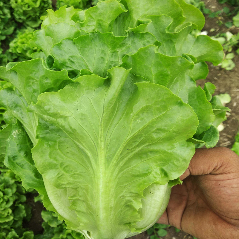 意大利生菜种籽四季春秋冬种植盆栽阳台菜籽种大全各种菜子种种孑