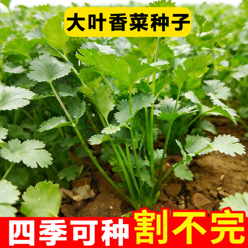 农家大叶香菜种子四季阳台盆栽