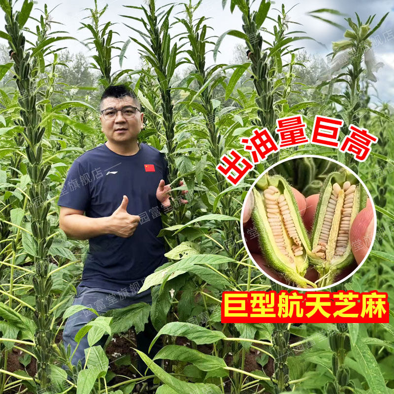 白芝麻种子出油率高产量高图片