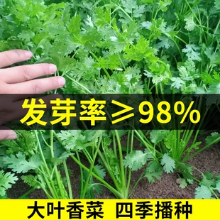 香菜籽种四季 种孑大种植盆青菜种籽大全芫荽秋后菜种子阳台盆栽