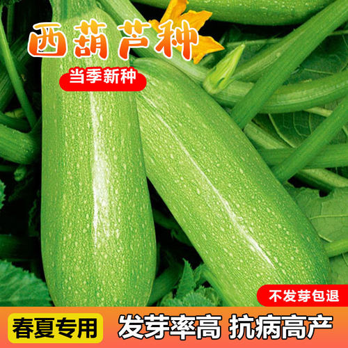 西葫芦种子商品性好芽率高