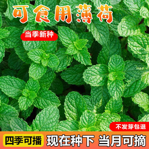 薄荷种子春秋季种植味道浓郁