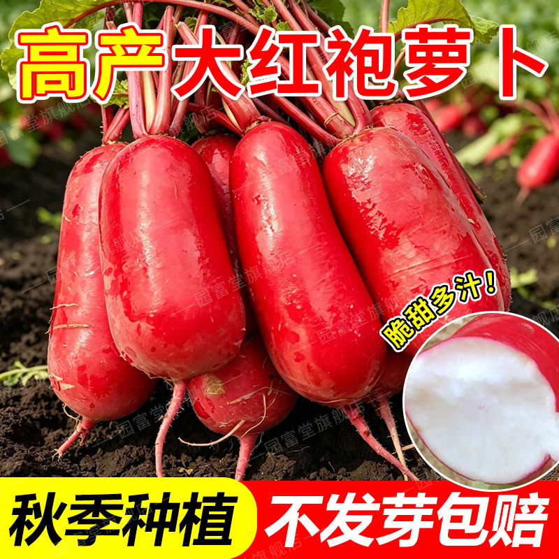 大红袍萝卜种子红皮白肉满身红萝卜种籽秋播不易糠心农家蔬菜种子
