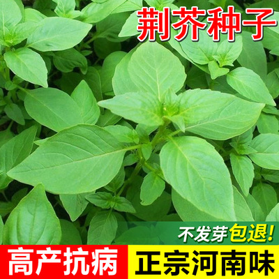 河南大叶荆芥种子春秋耐热易种