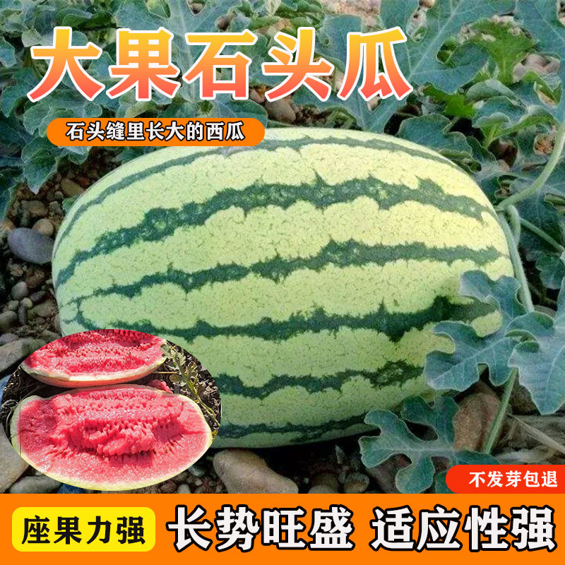 宁夏西瓜种子单瓜正宗懒汉瓜王巨型薄皮少籽红瓤超甜石头瓜种籽子