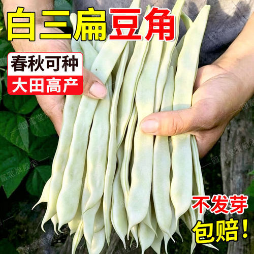 白三扁豆种子无筋肉厚摘不败
