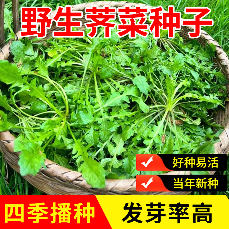 野生荠菜种子冬季春季耐寒