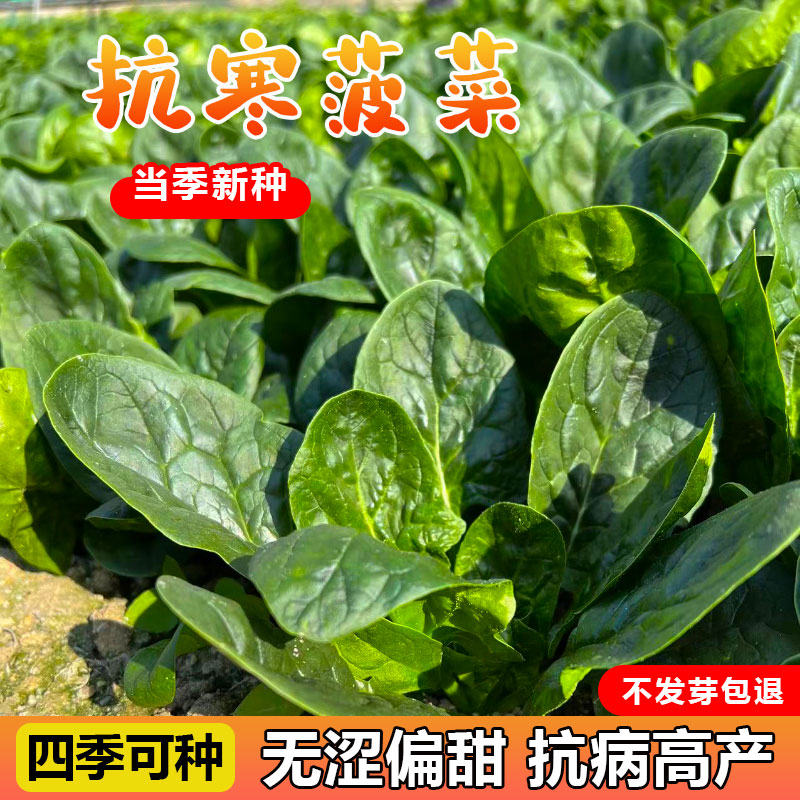 大叶红根菠菜春秋种植