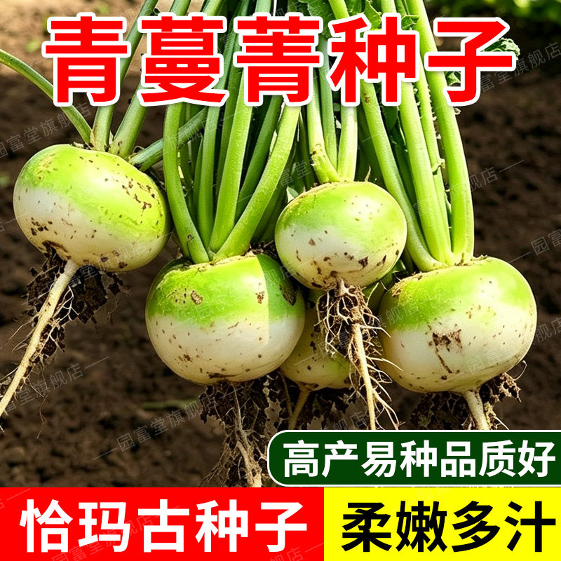 正宗青蔓菁种子秋播甜面大头菜可淹鲜食庭院阳台盆栽根茎蔬菜种籽