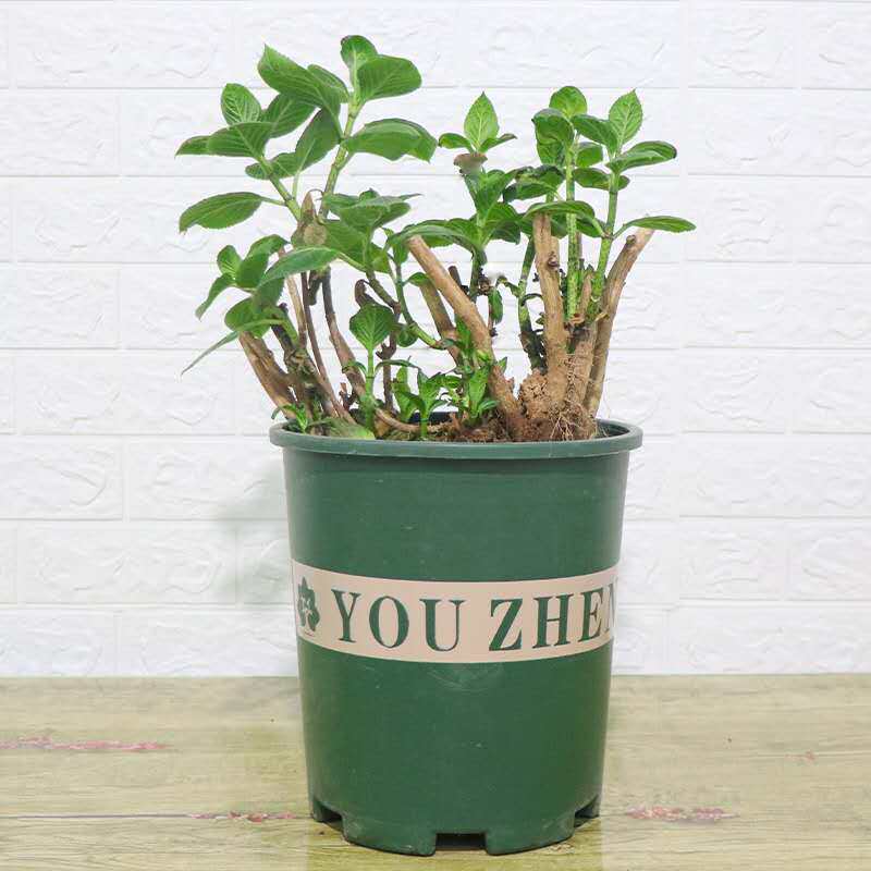 紫阳花盆栽多少钱 紫阳花盆栽优惠券免费领取 有条鱼