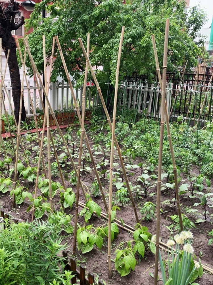 竹竿蔬菜架爬藤架西红柿豆角黄瓜菜园彩旗杆装饰篱笆栅栏竹子包邮