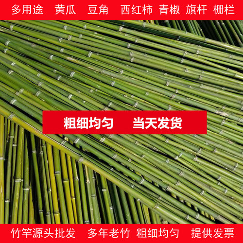 竹林直发 量大从优 生长多年老竹耐腐抗裂