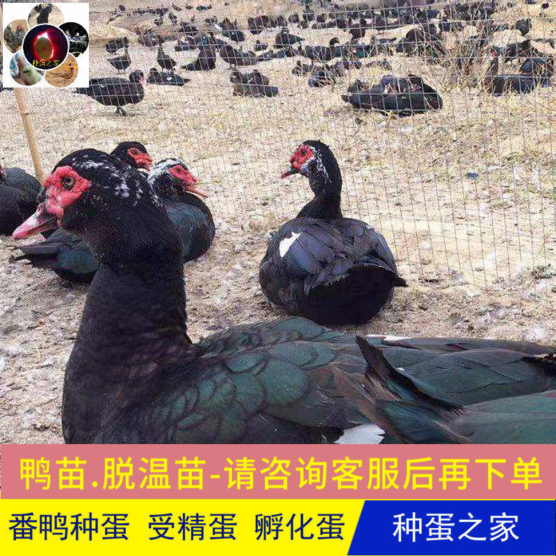 破损包赔大种番鸭受精蛋可孵化种蛋现捡现发种蛋受精孵化10枚包邮