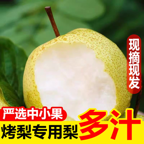 烤梨专用梨批发小梨水果梨