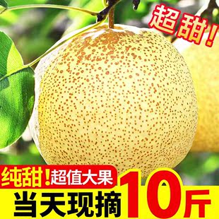 现摘砀山梨新鲜梨子10斤水果梨应季 包邮 现摘整箱安徽特产汤山酥梨