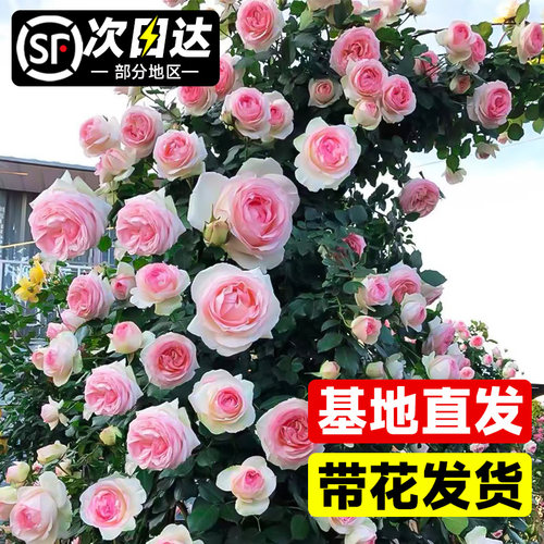 蔷薇花苗爬藤月季花卉植物盆栽特大苗室外庭院爬墙月季玫瑰花树苗